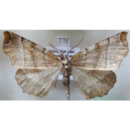 Selenia dentaria (Fabricius, 1775) male Skrzytek bezksiężyczak Czech77f